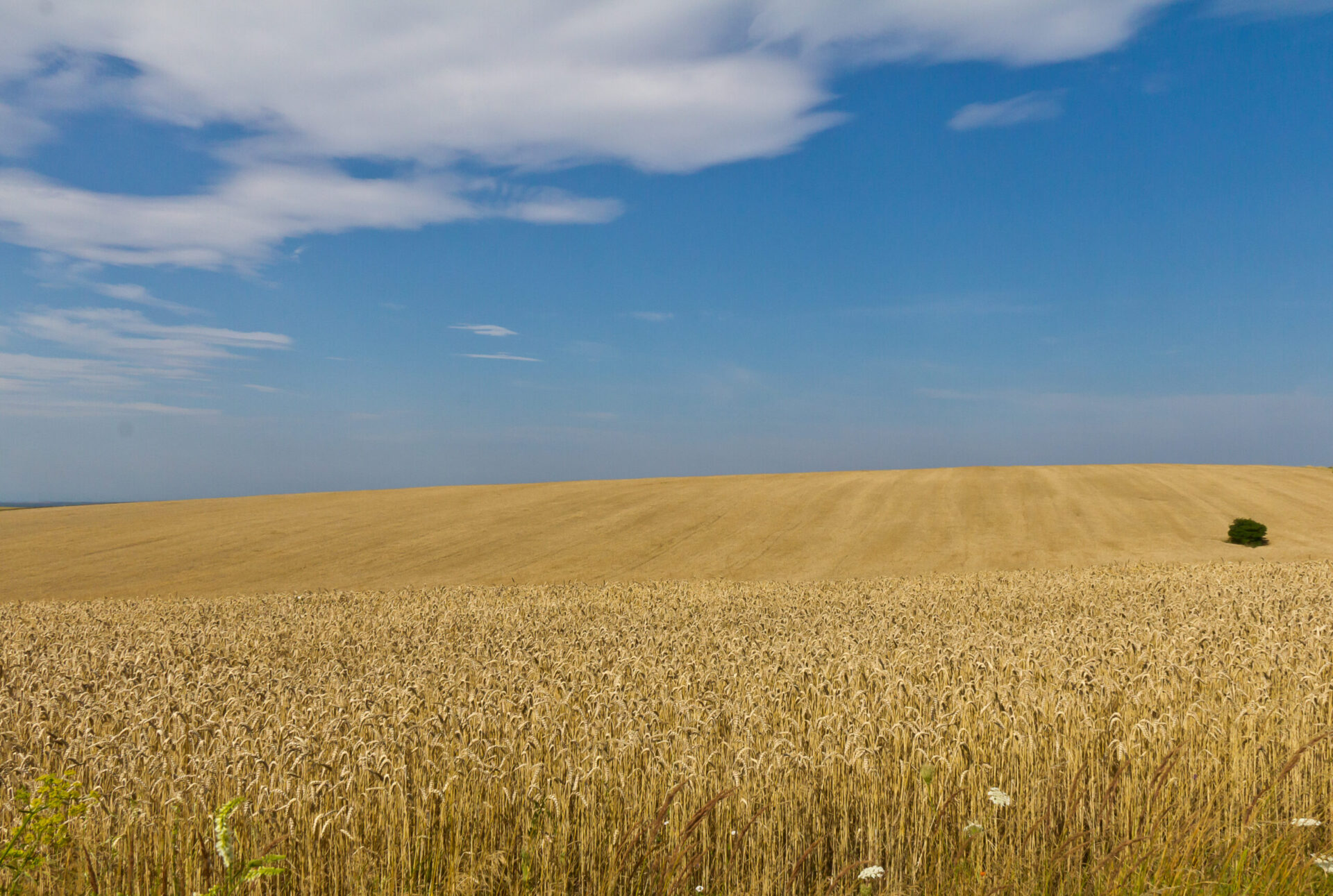 Ukraine grain and EU May 2023